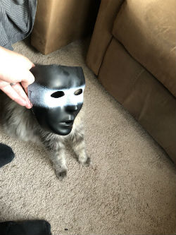 Cat Mask